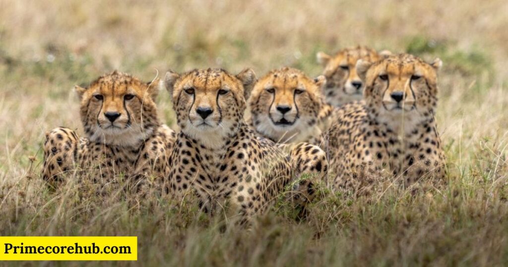 Cute Cheetah Names