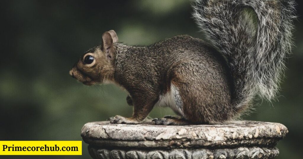 Famous Squirrel Names