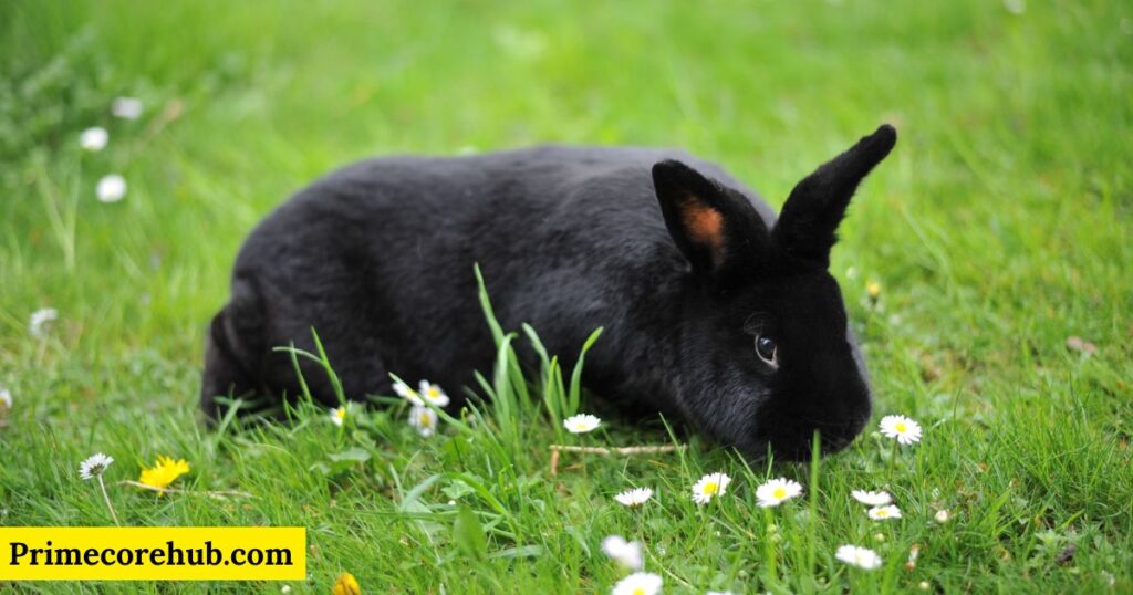 Female Black Rabbit Names