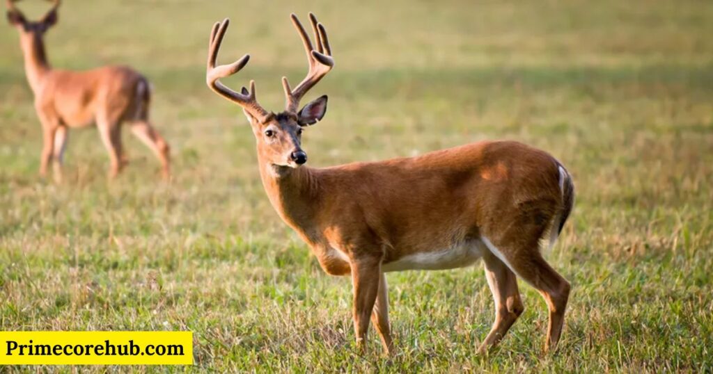 Female Deer Names