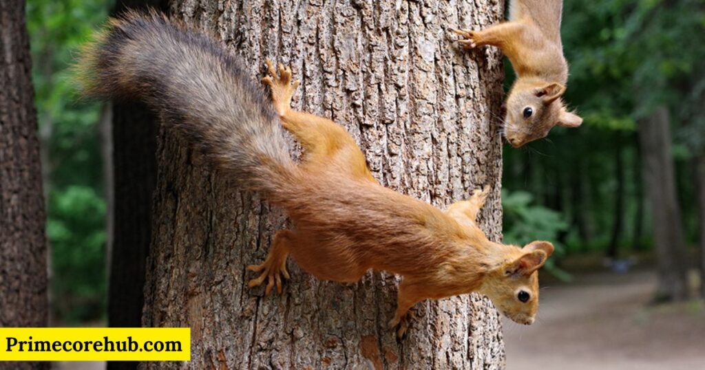 Female Squirrel Names