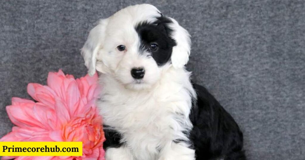 Funny Bernedoodle Dog Names