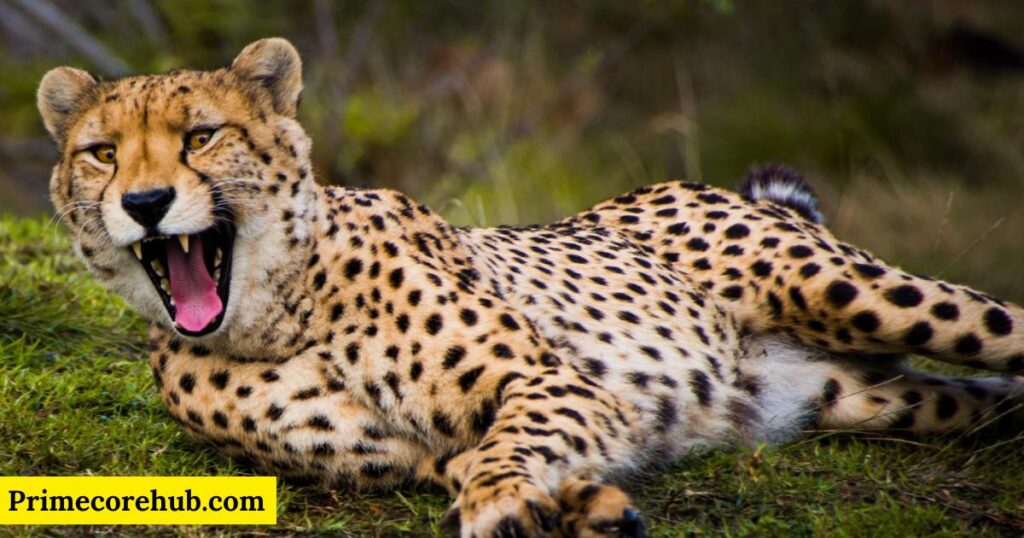 Funny Cheetah Names