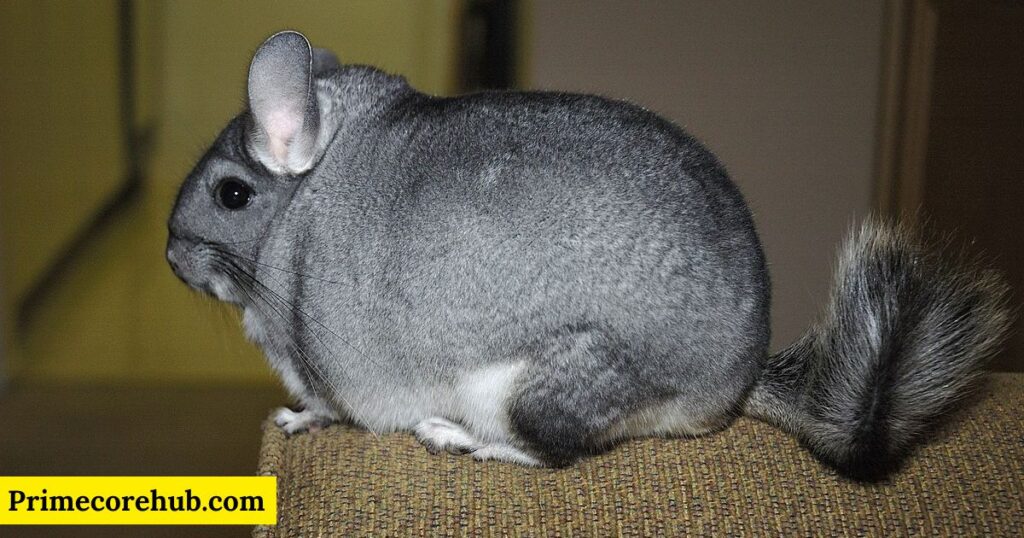 Funny Chinchilla Names