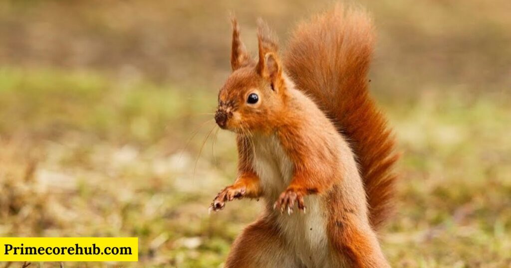 Funny Squirrel Names