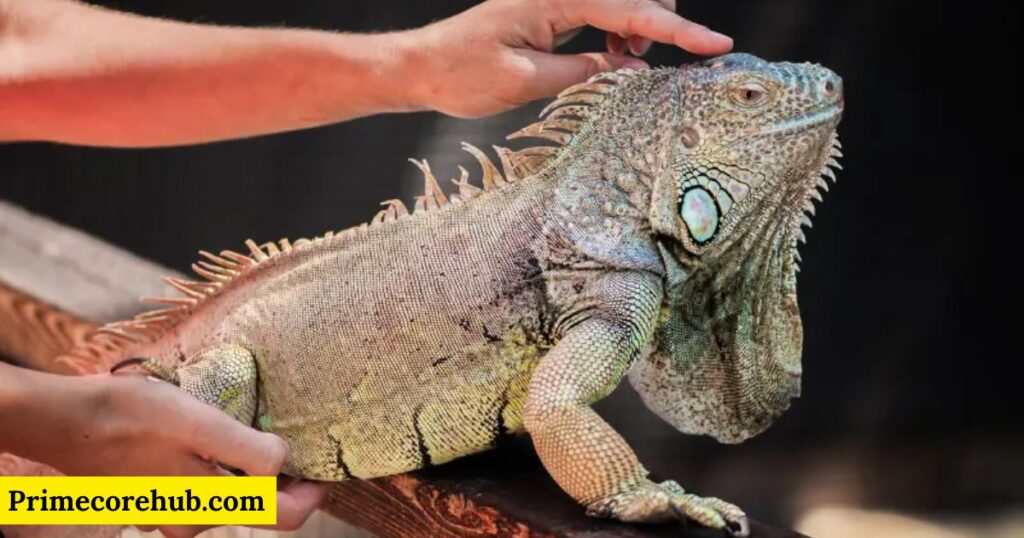 Iguana Pet Names