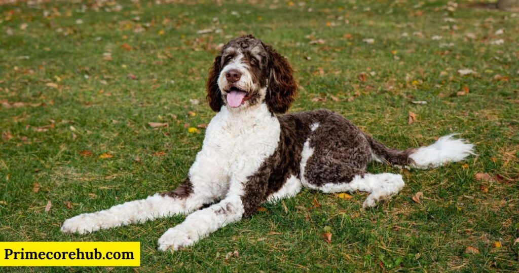 Male Bernedoodle Dog Names