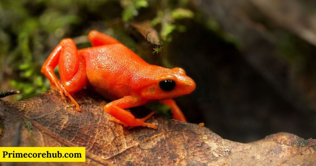 Red Frog Names