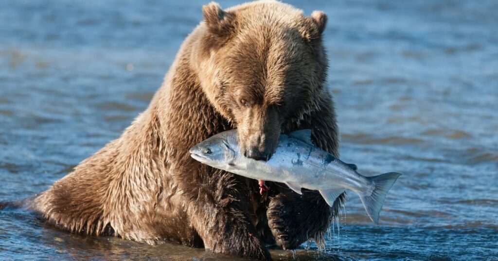 Unique Bear Names