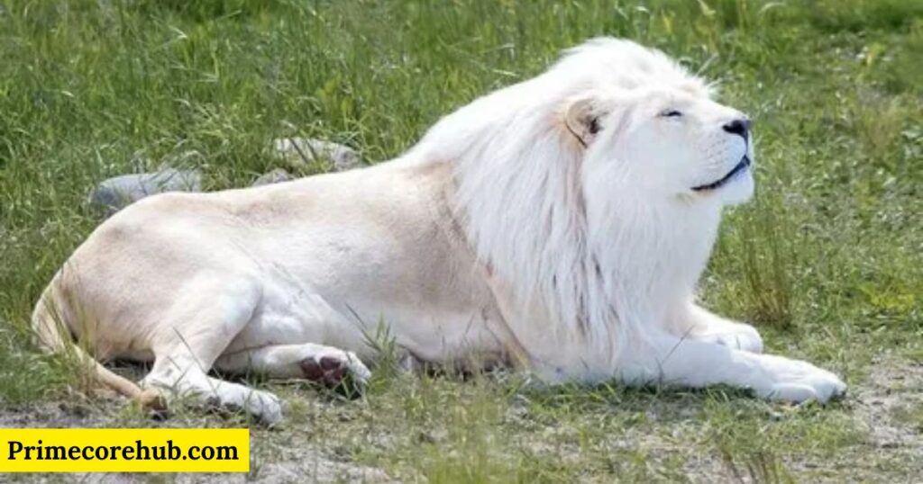 White Lion Names