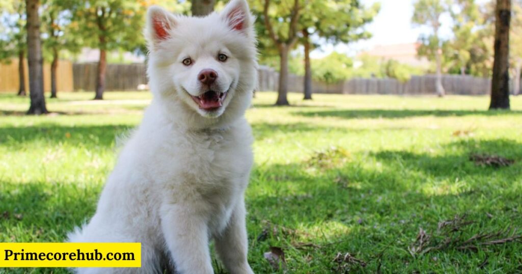 White Dog Names in Spanish