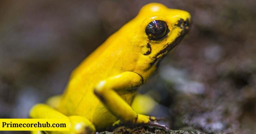 Yellow Frog Names